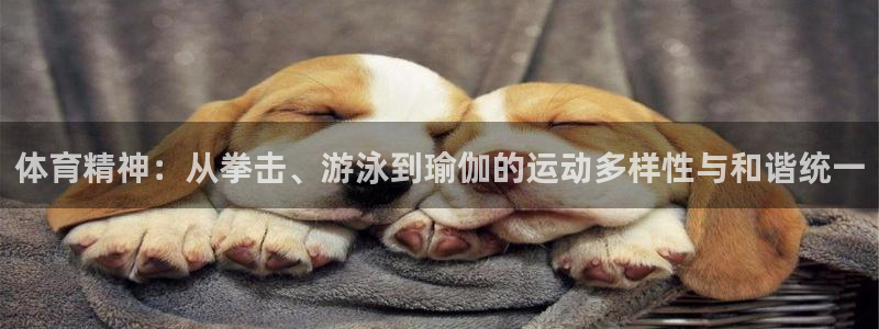 利记官方正版app代理：体育精神：从拳击、游泳到瑜伽的运动多